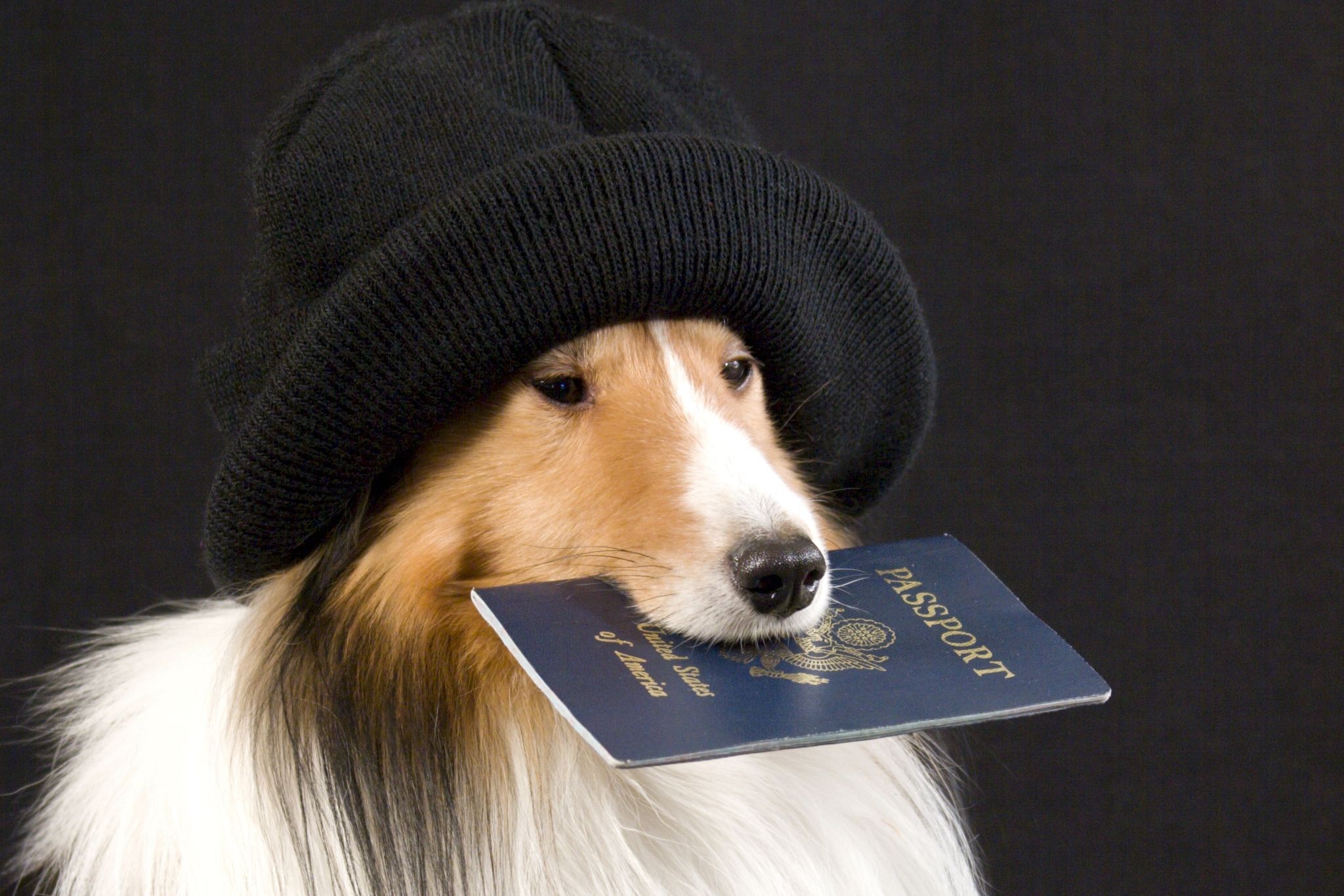 Фото На Паспорт Собаке Требования
